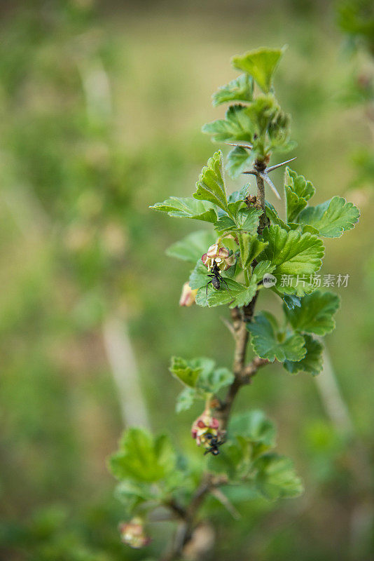 蚂蚁参观醋栗 (Ribes uva-crispa) 花